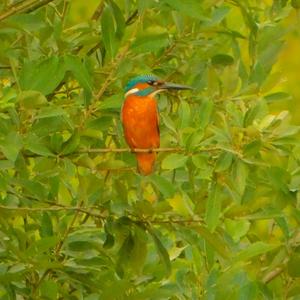 Common Kingfisher