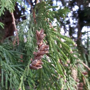 Redcedar (Western)