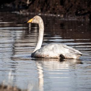 Whooper Swan