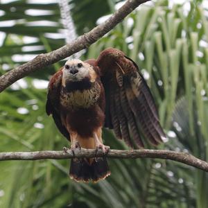 Black-collared Hawk