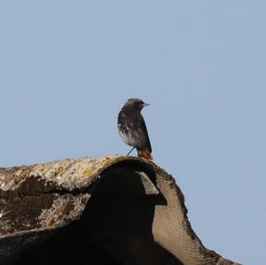 Black Redstart