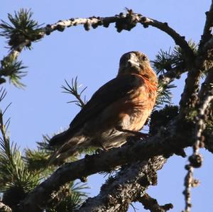 Red Crossbill