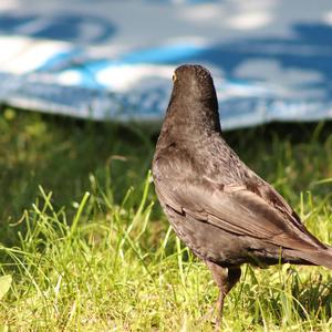 Eurasian Blackbird