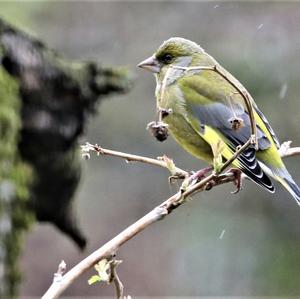 European Greenfinch