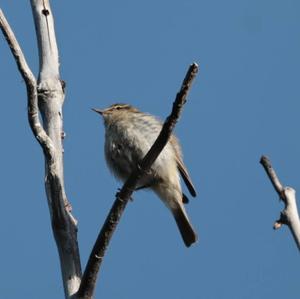 Common Chiffchaff