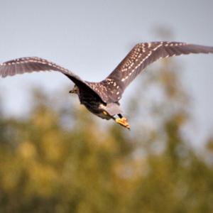 Black-crowned Night-heron