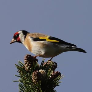 European Goldfinch