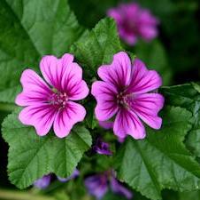 Common Mallow, Cheese Flower