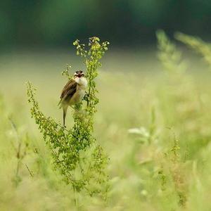 Sedge Warbler