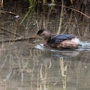 Little Grebe