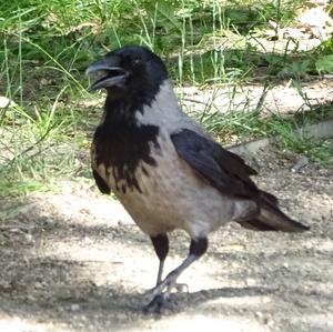 Hooded Crow