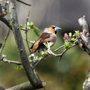 Hawfinch