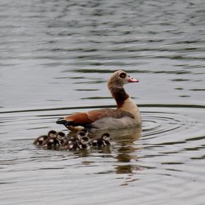 Nilgans