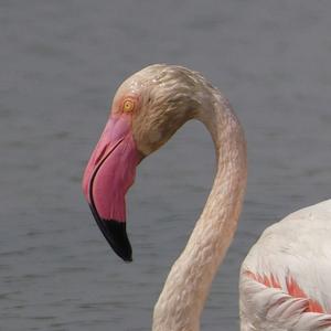 Greater Flamingo