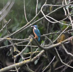 Common Kingfisher