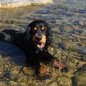 Spaniel (English Cocker)