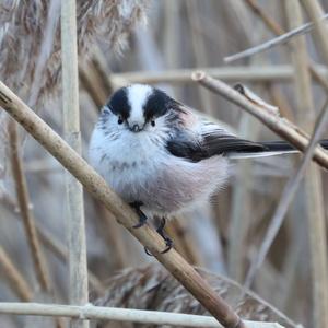 Long-tailed Tit