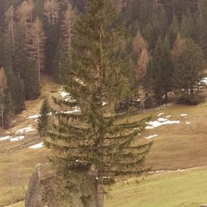 Norway Spruce