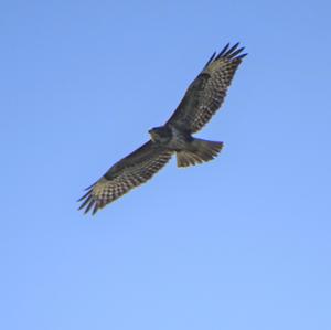 Common Buzzard