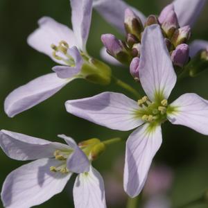 Cardamine udicola