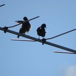 Common Starling