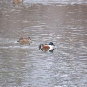 Northern Shoveler