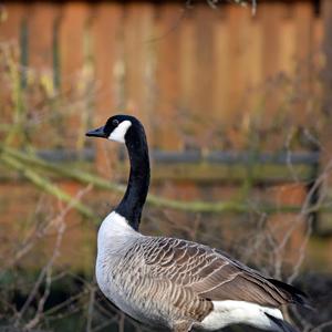 Canada Goose