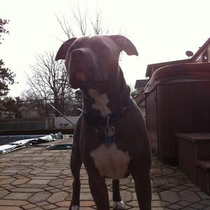 American Staffordshire Terrier