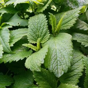 Lemon Balm