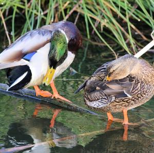 Mallard