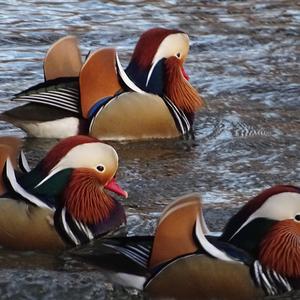 Mandarin Duck