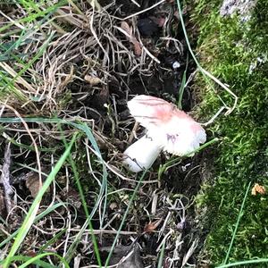 Bare-toothed Russula