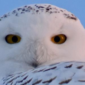 Snowy Owl