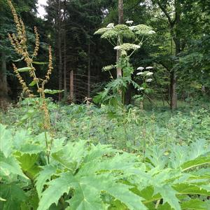 Giant Hogweed