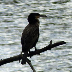 Great Cormorant