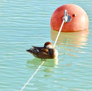 Red-crested Pochard