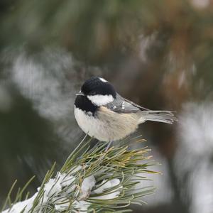 Coal Tit