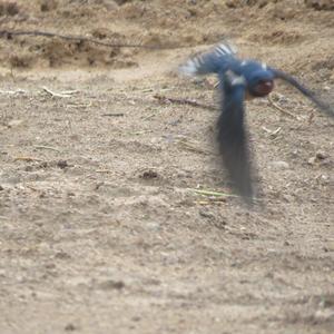 Barn Swallow