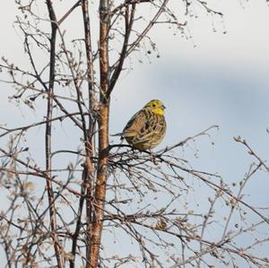 Yellowhammer