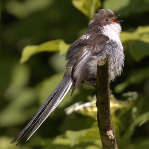 Sardinian Warbler