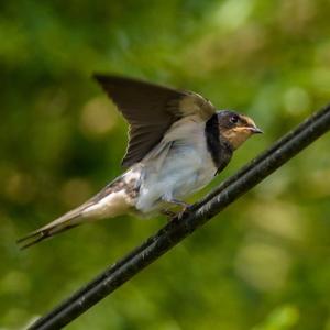 Barn Swallow