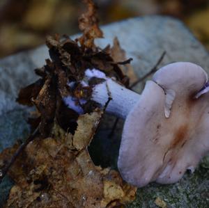 Wood Blewit