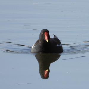 Common Moorhen