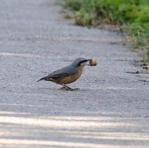 Wood Nuthatch