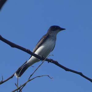 Eastern Kingbird