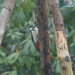 Great Spotted Woodpecker