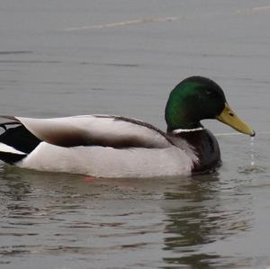 Mallard