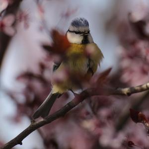 Blue Tit