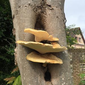 Dryad`s Saddle