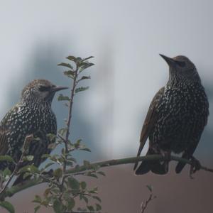 Common Starling